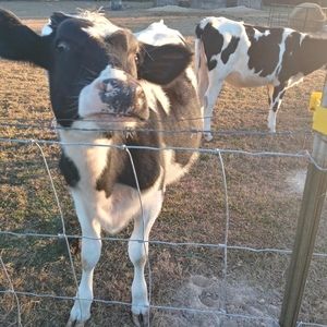 Meet your Posher, Dean